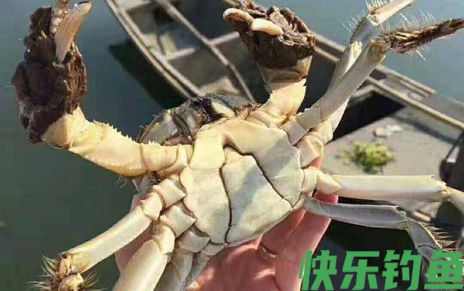 兴化大闸蟹