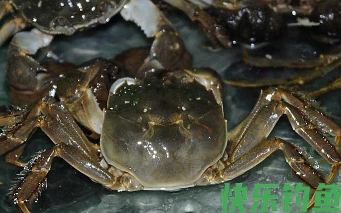 兴化大闸蟹
