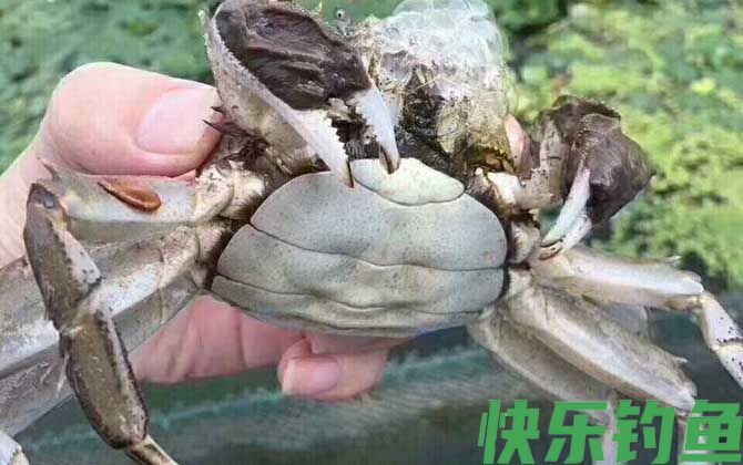 兴化大闸蟹