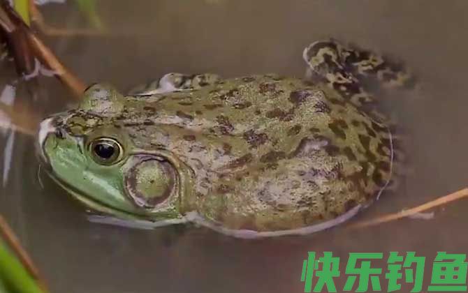 牛蛙