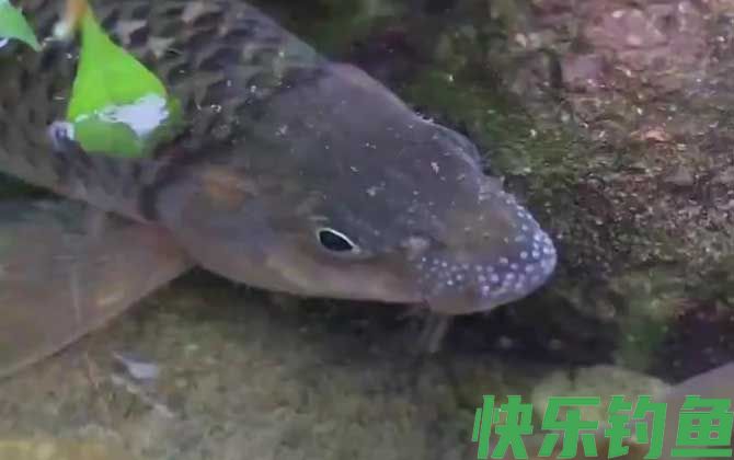 光唇鱼