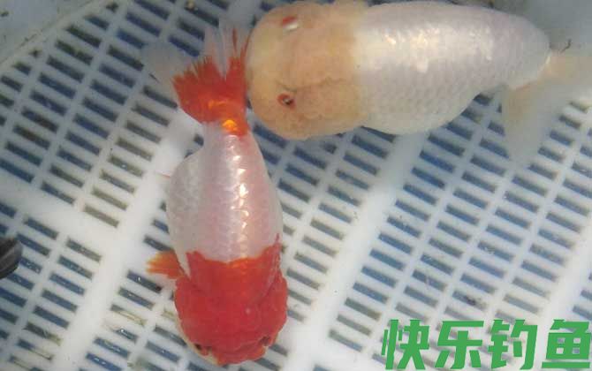 金鱼