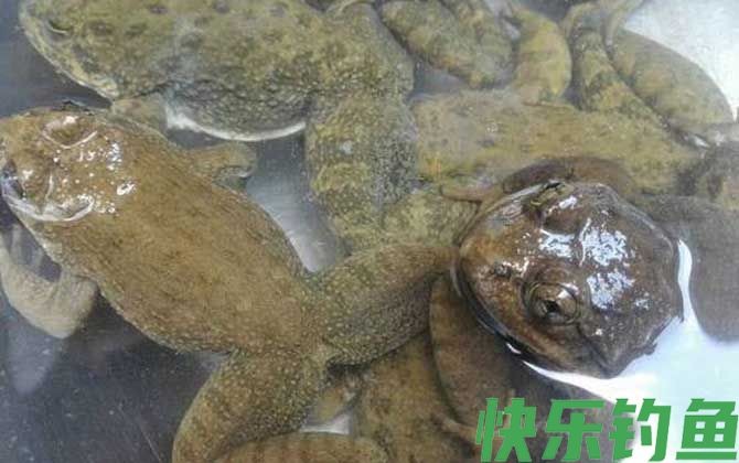 石蚌