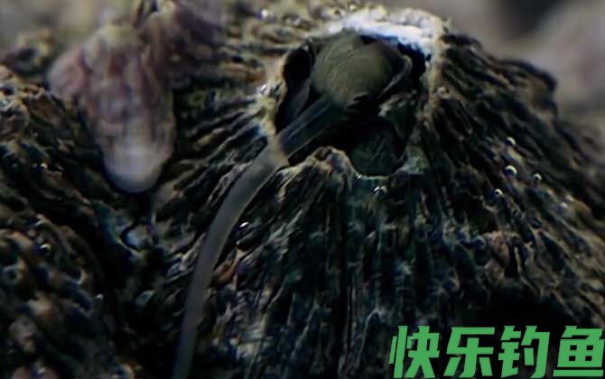 藤壶