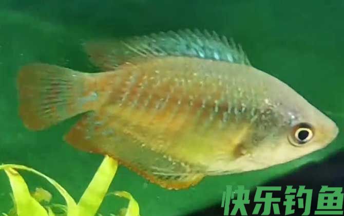 丽丽鱼
