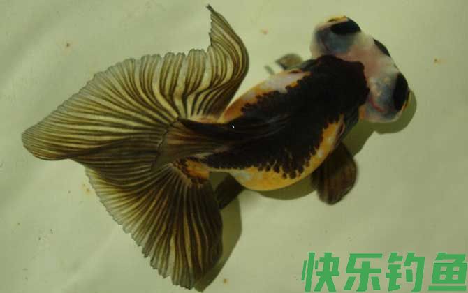 鱼