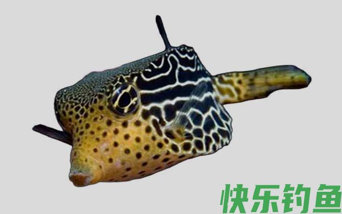 吻鼻箱鲀