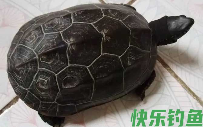 墨龟