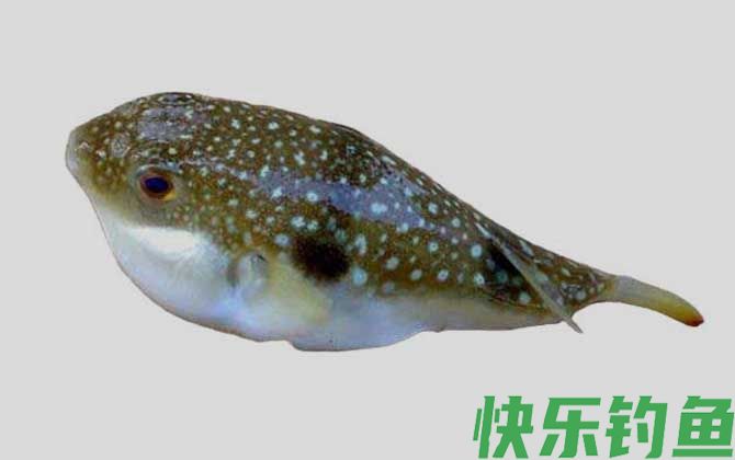 墨绿东方鲀