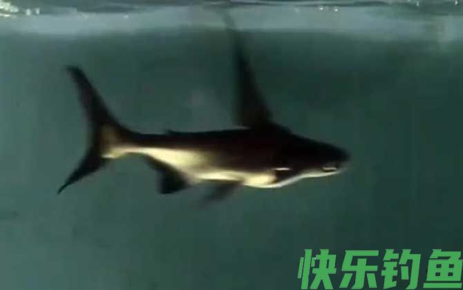 成吉思汗鲨