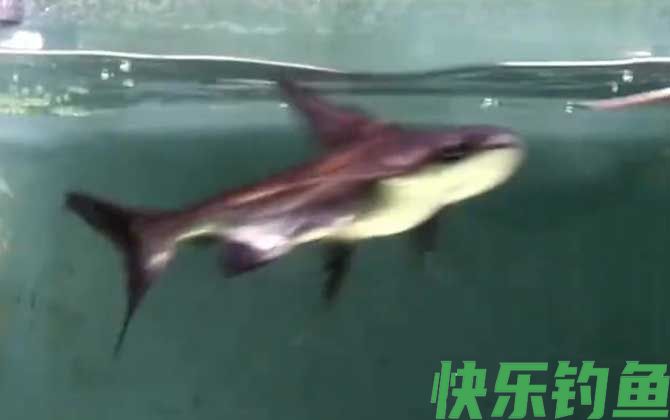 成吉思汗鲨