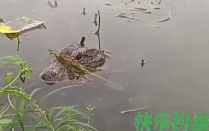 扬子鳄