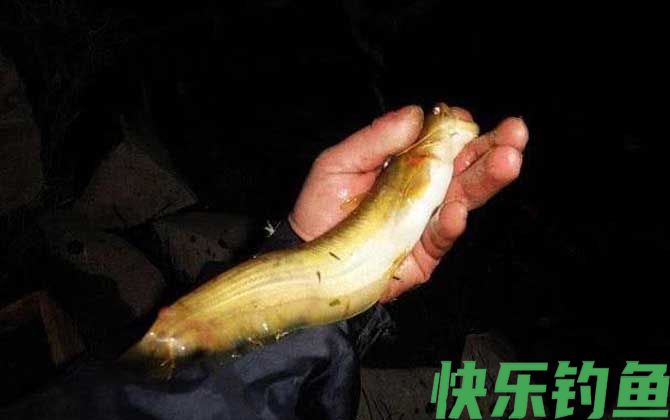 土鲶鱼