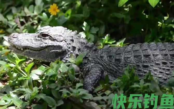 扬子鳄