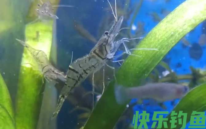长臂虾