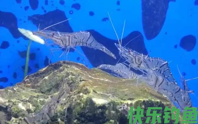 长臂虾