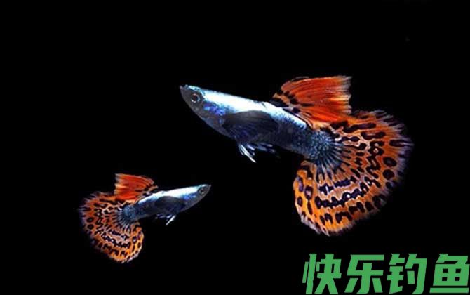 马赛克系
