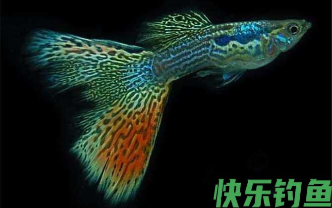 蛇王系