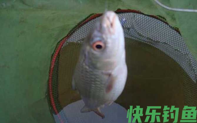 鲮鱼