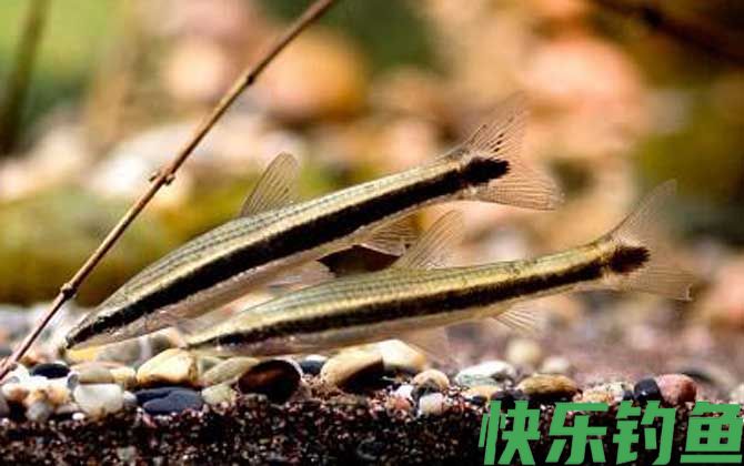 长麦穗鱼