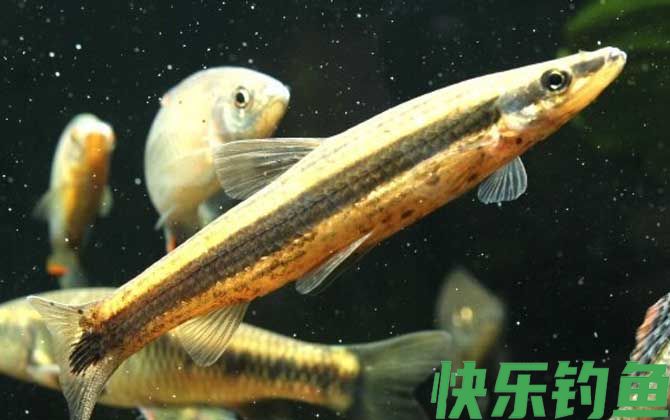 长麦穗鱼