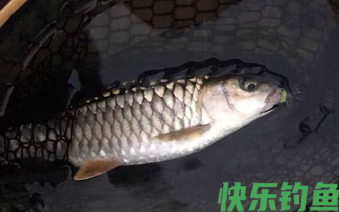 青竹鱼