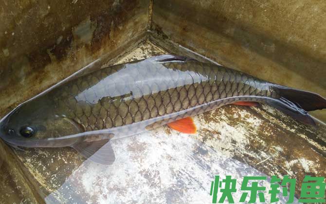 青竹鱼