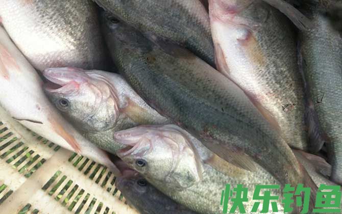 淡水鲈鱼