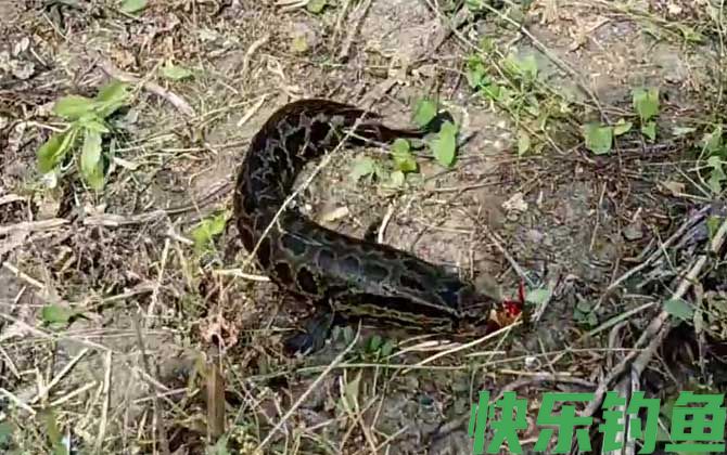 黑鱼