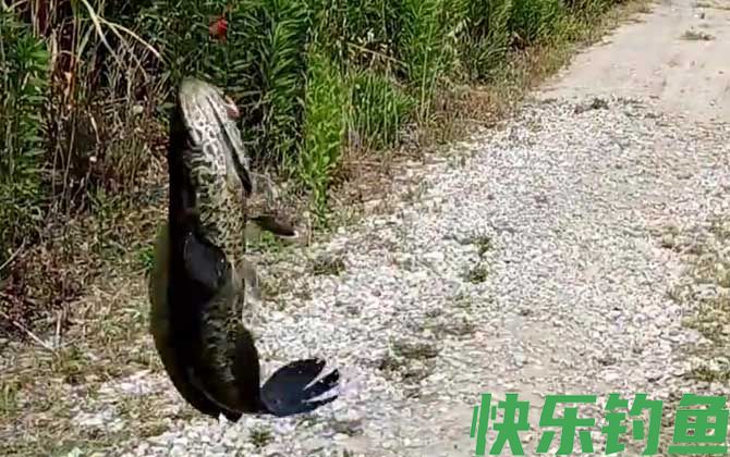 黑鱼