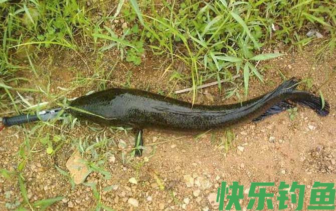 黑鱼