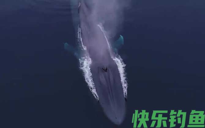 鲸鱼