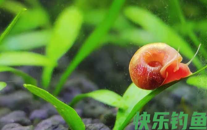 苹果螺