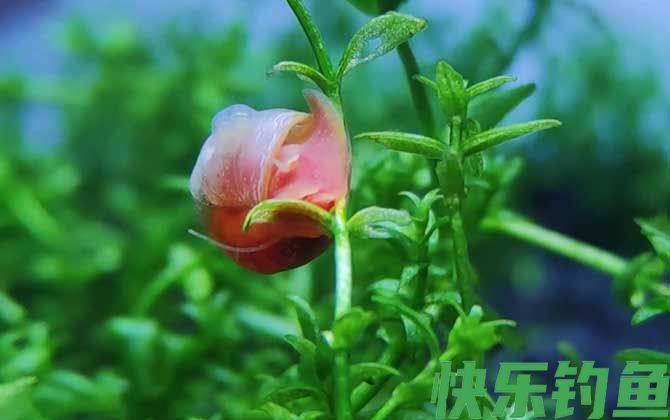 苹果螺
