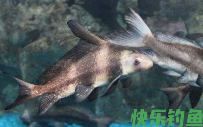 牢底坐穿鱼