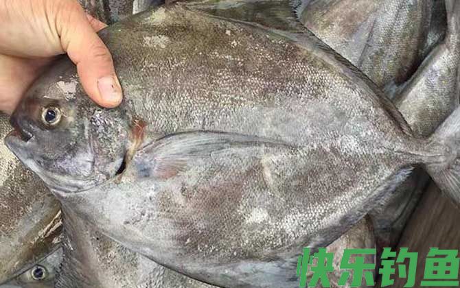 黑鲳鱼