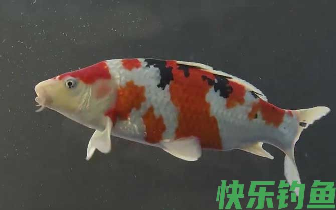 锦鲤鱼