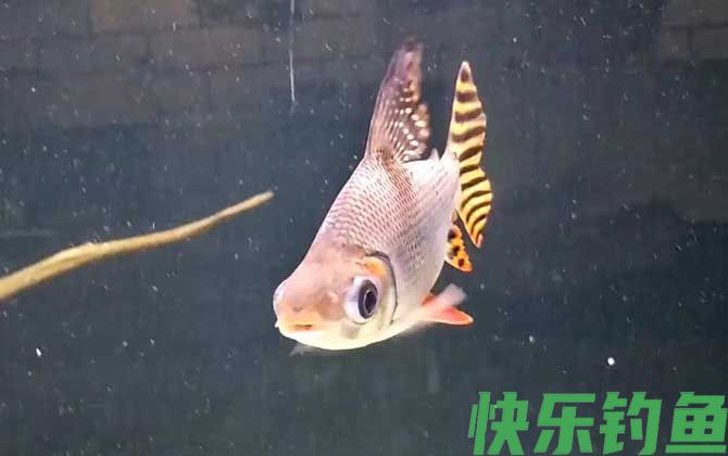 飞凤鱼
