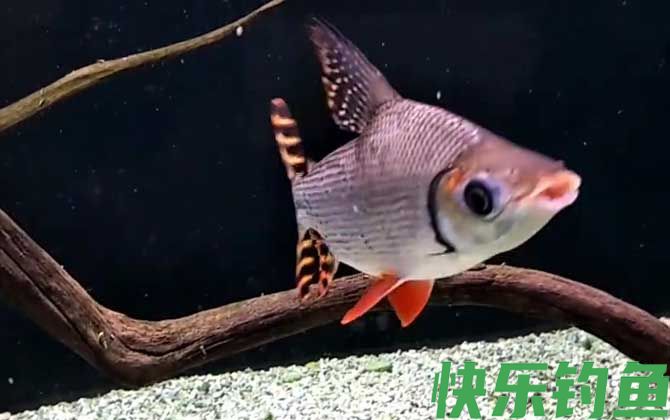 飞凤鱼