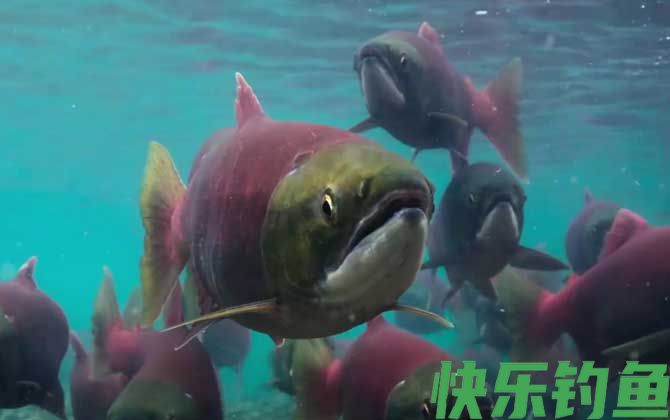 鲑鱼