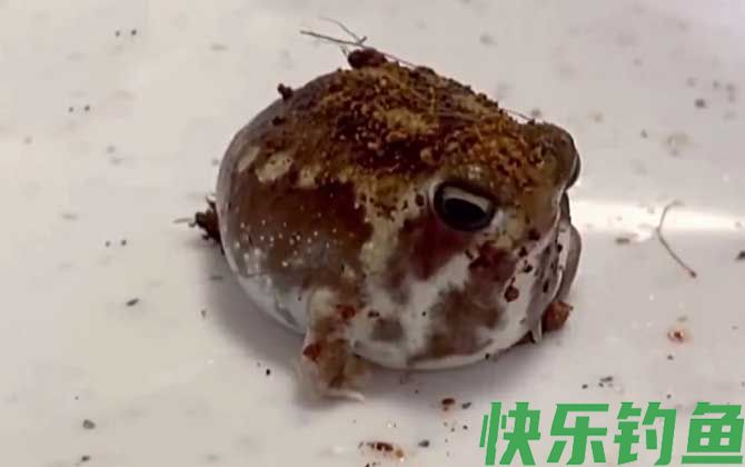 馒头蛙