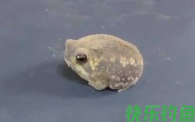 馒头蛙