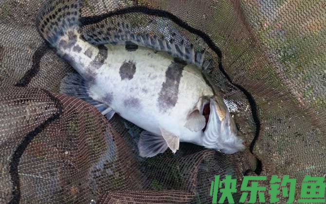 鳜鱼