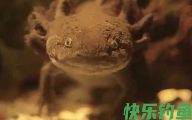 六角恐龙