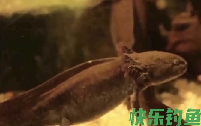 六角恐龙