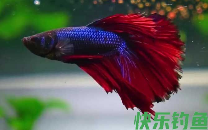 斗鱼