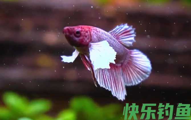 斗鱼