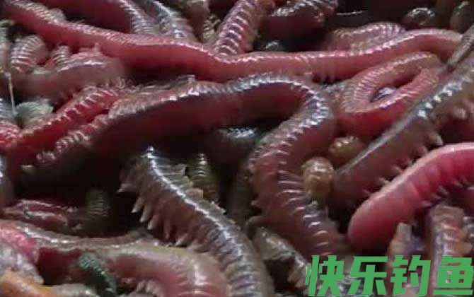 沙蚕