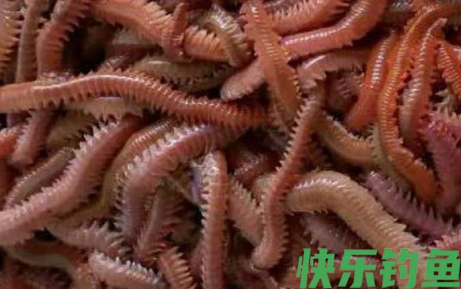 沙蚕