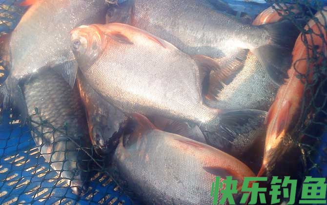 淡水白鲳